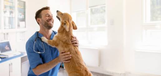 El Colegio Oficial de Veterinarios de Cádiz aprueba su nuevo Protocolo de Desconexión Digital