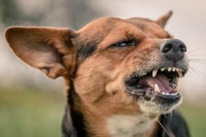 ICOVAL recuerda la obligatoriedad de la vacuna antirrábica en la Comunidad Valenciana tras confirmarse un caso positivo de rabia en un perro en Ceuta