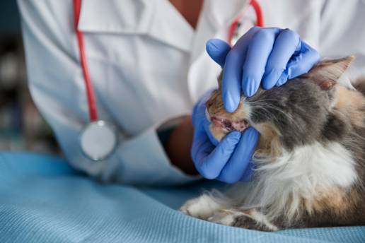 Caso clínico: Carcinoma de células acinicas nasales en un gato: caracterización clinicopatológica e inmunohistoquímica de una neoplasia rara