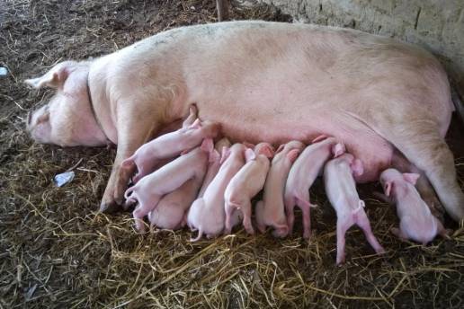 Caracterización de microbiomas bacterianos fecales según el color, consistencia y tipo de muestra en lechones antes y después del destete
