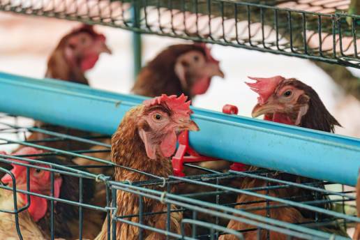 El complejo enzimático probiótico mejora el rendimiento de la puesta en gallinas ponedoras alimentadas con dietas bajas en proteínas al modular la microbiota intestinal y el metabolismo del hospedador