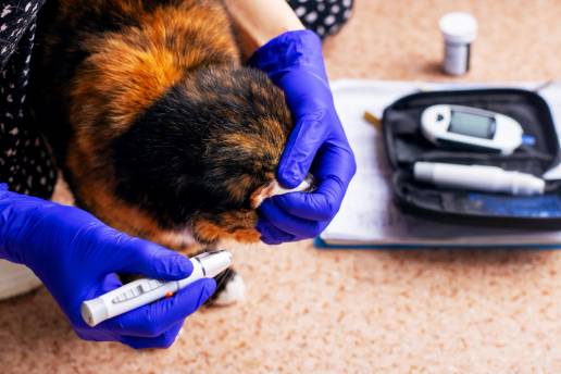 Factores que influyen en las prácticas de prescripción de insulina entre especialistas en animales pequeños