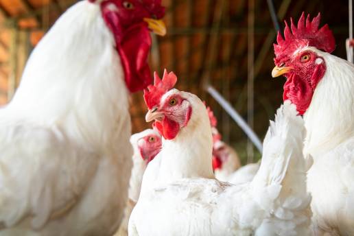 El sistema inmune aviar inaugura los audiolibros sobre patologías aviares de Boehringer Ingelheim Avian Radio