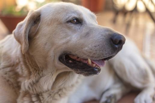 El 77% de los españoles teme no saber cuidar correctamente de su mascota cuando envejezca