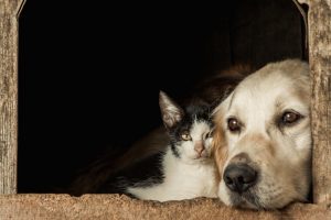 La UE aprueba su primera ley para mejorar el bienestar de perros y gatos