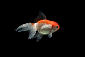 Peces dorados: una mascota doméstica que puede transformarse en una especie invasora para los ecosistemas