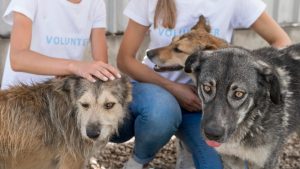 El Ministerio de Derechos Sociales convoca ayudas para la protección de los animales por importe de 4 millones de euros