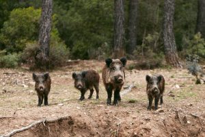 Actualización de la situación de peste porcina africana en jabalíes silvestres en Cataluña