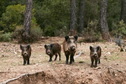 Actualización de la situación de peste porcina africana en jabalíes silvestres en Cataluña