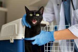 El reto de la identificación felina en España: el 95% de los gatos recogidos no tiene microchip