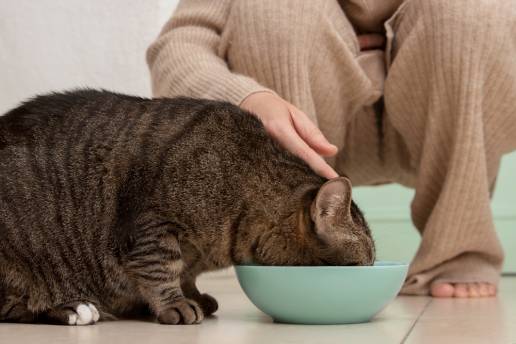 Elecciones de alimentos para mascotas en transición: cómo la demografía y la dieta de los propietarios influyen en la selección de alimentos y la aceptación de fuentes alternativas de proteína en la alimentación de mascotas