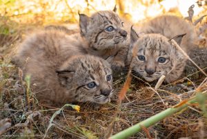 Finaliza la temporada de cría del lince ibérico con buenos resultados en los centros de El Acebuche y Zarza de Granadilla: nacen 31 cachorros