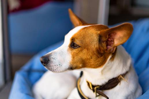 La captación de boro mediante LAT1 y el análisis de supervivencia tras la terapia de captura de neutrones de boro en líneas celulares de hemangiosarcoma canino