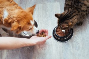 Día Nacional de la Nutrición 2026 Expertos insisten en la importancia de una buena alimentación en perros y gatos
