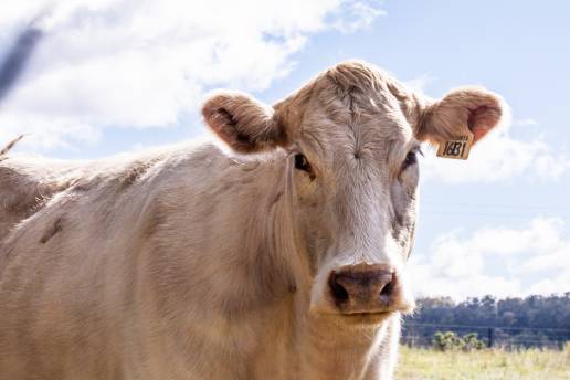 Asociaciones entre enfermedades respiratorias bovinas subclínicas, patrones de crecimiento y microbiota nasal y fecal en novillas de reemplazo lácteo: un estudio retrospectivo