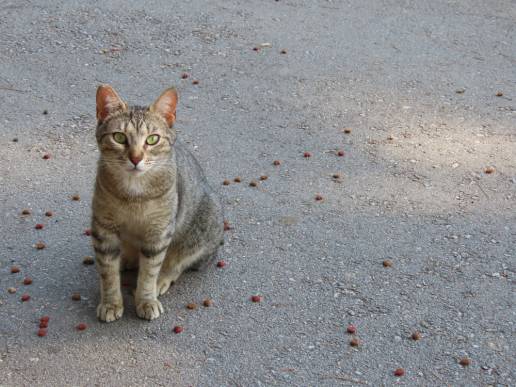 Intoxicación por etilenglicol en un gato que deambula libremente asociada a sospecha de maltrato animal: un caso veterinario forense en Corea del Sur