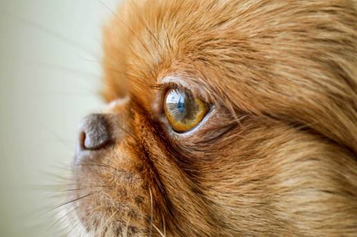 Evaluación de la estabilidad de la medición de cámaras térmicas y factores asociados a la temperatura infrarroja del ojo en perros