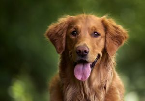 ¿Cruce o pura raza? Un nuevo estudio indica qué perros tienen más problemas de comportamiento