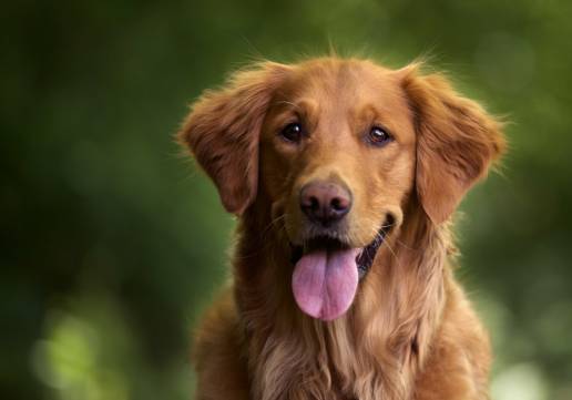 ¿Cruce o pura raza? Un nuevo estudio indica qué perros tienen más problemas de comportamiento