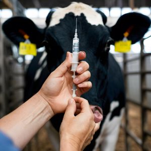 Aceleración de la vacunación frente a la dermatosis nodular contagiosa en Segrià, Garrigues y Urgell