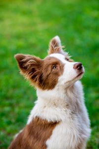 El cerebro de los perros encogió drásticamente hace 5.000 años y la culpa fue del ser humano
