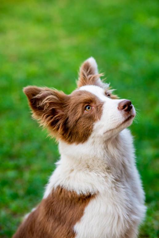 El cerebro de los perros encogió drásticamente hace 5.000 años y la culpa fue del ser humano