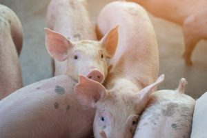 Retirada de dos lotes del medicamento veterinario Febrinol SP 650 mg/g