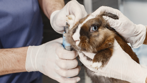 Pododermatitis en animales exóticos