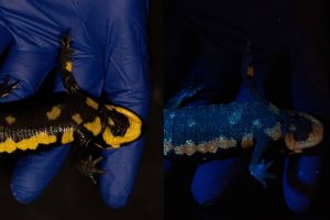 Descubren que la salamandra es fluorescente bajo la luz ultravioleta