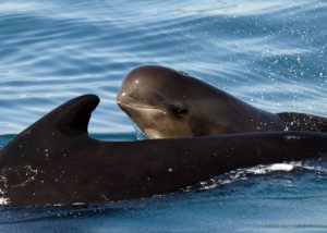 El ruido del Estrecho de Gibraltar obliga a las ballenas piloto a ‘gritar’ más, pero no es suficiente