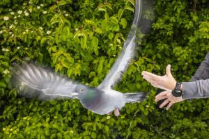 El secreto de la orientación de las palomas no está en su cabeza, sino en su hígado