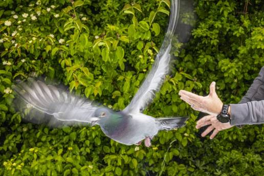 El secreto de la orientación de las palomas no está en su cabeza, sino en su hígado