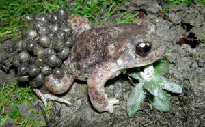 Estimar la edad de los anfibios ayudará a entender mejor su evolución poblacional