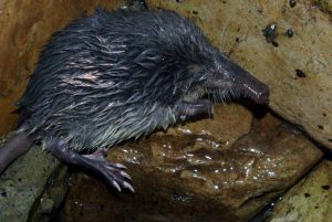 Identifican más de 400 especies amenazadas en la nueva Lista Roja de España