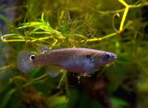 La psilocibina calma la agresividad en peces