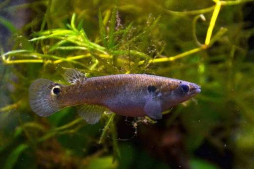 La psilocibina calma la agresividad en peces