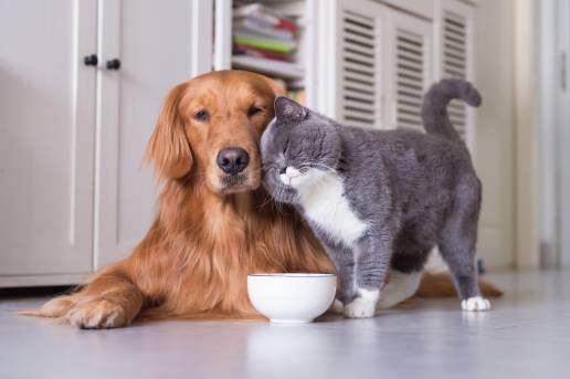 Boehringer Ingelheim impulsa un webinar sobre diagnóstico y manejo de leptospirosis canina y leucemia felina