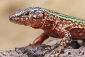Una serpiente invasora en Ibiza amenaza con extinguir la lagartija de las Pitiusas