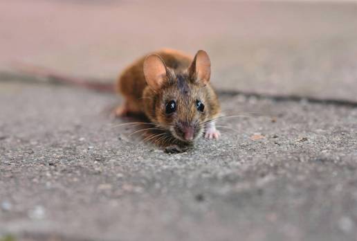 Zoonosis o cómo se transmiten los hantavirus de animales a humanos