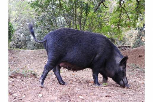Plan de control del jabalí en las Terres de l'Ebre (Tarragona) contra la tuberculosis animal