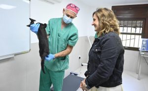 València abre el primer centro municipal de atención veterinaria de colonias felinas de España