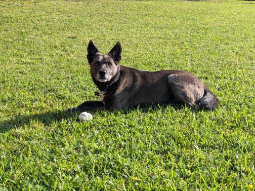 Asturias cuenta con más de 200.000 perros registrados