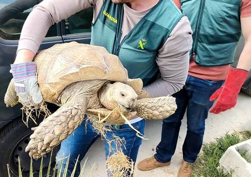 La Guardia Civil investiga a un hombre por tenencia ilícita de una tortuga de especie protegida