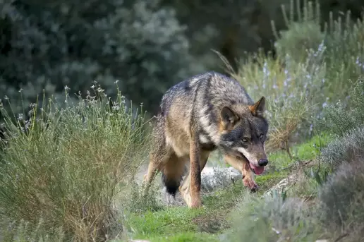 ¿Algo pasa en Asturias? Denuncian que donde antes había lobos ahora hay perros asilvestrados