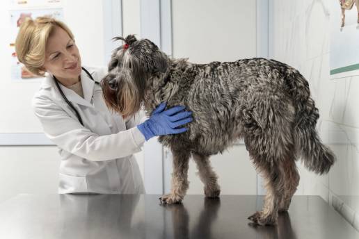 Pruebas intradérmicas y pruebas específicas de IgE por alérgenos en perros con bronconeumopatía eosinofílica y perros sanos
