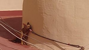 PACMA y FAADA consiguen condena por la muerte agónica de un perro atado al sol en una azotea de Torrevieja