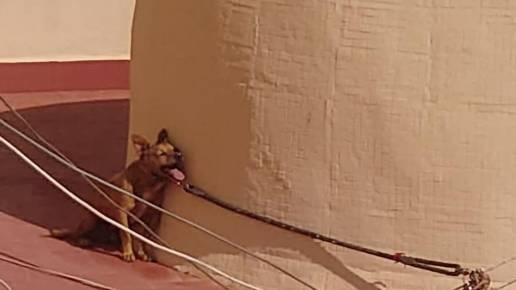 PACMA y FAADA consiguen condena por la muerte agónica de un perro atado al sol en una azotea de Torrevieja