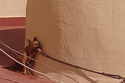 PACMA y FAADA consiguen condena por la muerte agónica de un perro atado al sol en una azotea de Torrevieja