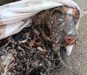 PACMA condena el brutal caso del perro arrojado a un pozo con alquitrán y acusa al Ayuntamiento de Níjar de inacción ante el maltrato animal
