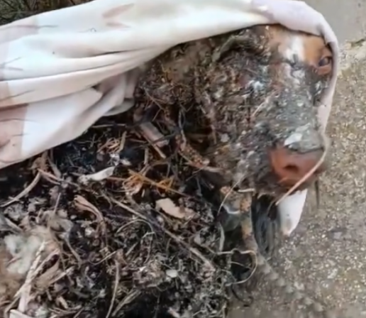 PACMA condena el brutal caso del perro arrojado a un pozo con alquitrán y acusa al Ayuntamiento de Níjar de inacción ante el maltrato animal
